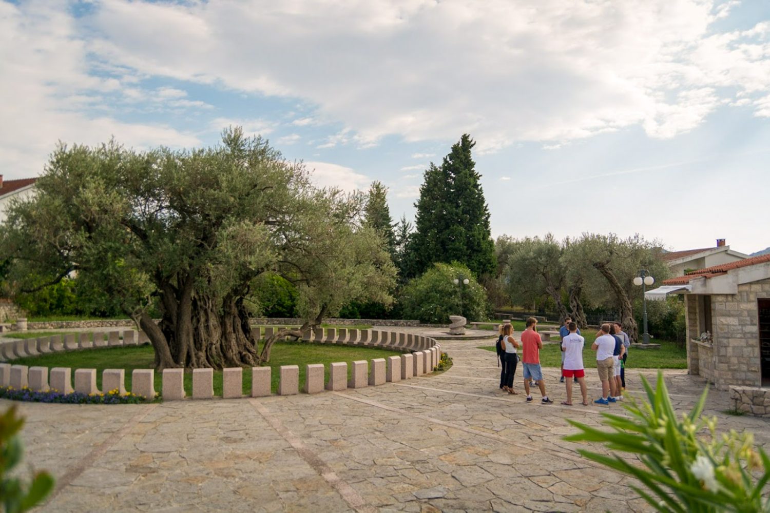 the-oldest-olive-tree-montenegro